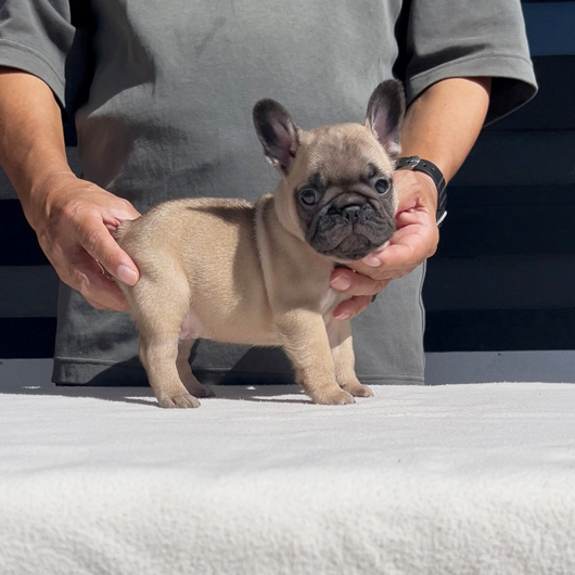 250831FWM-01可愛いお顔でコロコロボディーのフレンチブルドッグのフォーン男の子です。-2