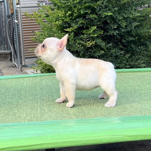 250829CRF-03アメリカ系コロコロボディーのフレンチブルドッグのクリーム女の子です。-3