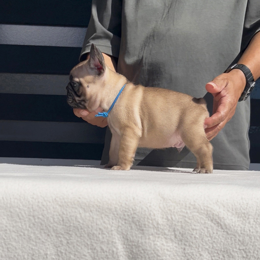 250831FWM-01可愛いお顔でコロコロボディーのフレンチブルドッグのフォーン男の子です。-3