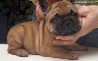 Image is not available