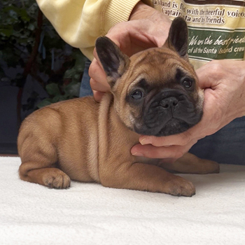 子犬販売で新しいレッドフォーン男の子の写真を紹介！