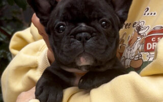 Image is not available