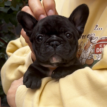 子犬販売で新しいブリンドル兄妹の写真を紹介！