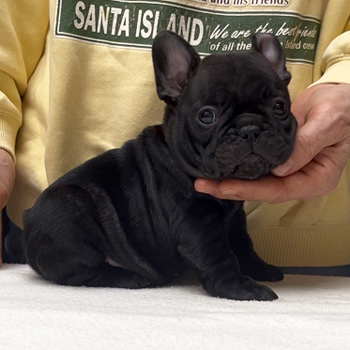 250930BRF-02可愛いお顔でコロコロボディーのフレンチブルドッグのブリンドル女の子です。