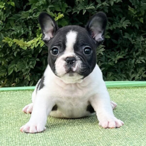 子犬販売で新しいパイド男の子の写真を紹介！