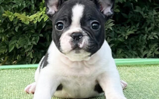 Image is not available