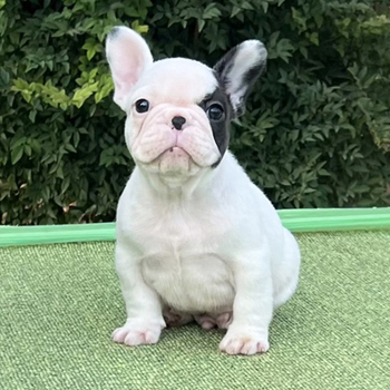 フレンチブルドッグ | ZAIHOO｜フレンチブルドッグ子犬販売・ウェア販売
