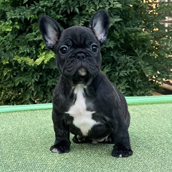 250930BRM-001可愛いお顔でコロコロボディーのフレンチブルドッグのブリンドル男の子です。