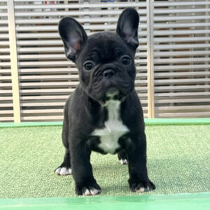 子犬販売で新しいブリンドル兄妹の写真を紹介！