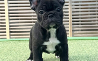 Image is not available