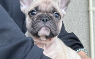 Image is not available