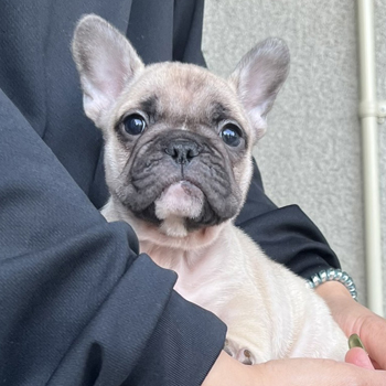 子犬販売で新しいフォーン女の子の写真を紹介！