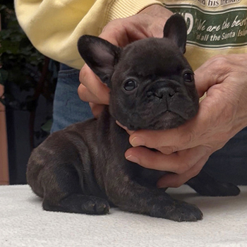 250930BRM-02可愛いお顔でコロコロボディーのフレンチブルドッグのブリンドル男の子です。