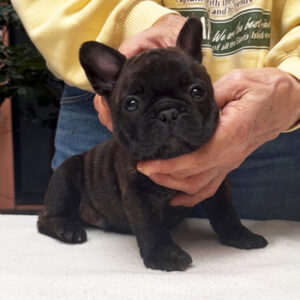 子犬販売で新しいブリンドル兄弟の写真を紹介！