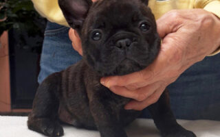 Image is not available