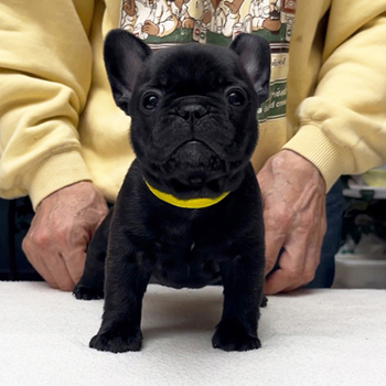 250930BRF-03可愛いお顔でコロコロボディーのフレンチブルドッグのブリンドル女の子です。