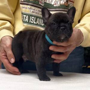 子犬販売で新しいブリンドル男の子の写真を紹介！