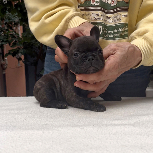 250930BRM-02可愛いお顔でコロコロボディーのフレンチブルドッグのブリンドル男の子です。-1
