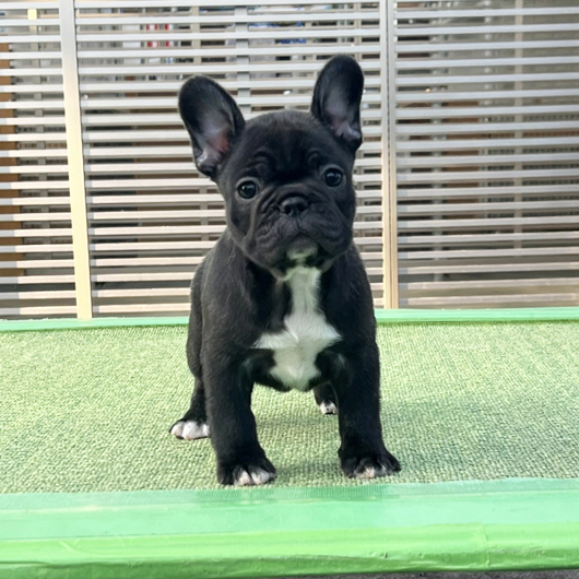 250930BRF-001可愛いお顔でコロコロボディーのフレンチブルドッグのブリンドル女の子です。-1