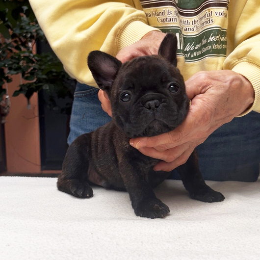 250930BRM-01可愛いお顔でコロコロボディーのフレンチブルドッグのブリンドル男の子です。-1