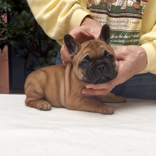 250930RFM-01可愛いお顔でコロコロボディーのフレンチブルドッグのレッドフォーン男の子です。-1