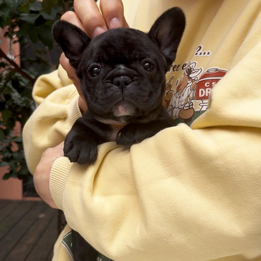 250930BRF-01可愛いお顔でコロコロボディーのフレンチブルドッグのブリンドル女の子です。-1