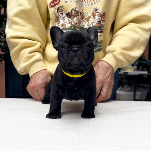 250930BRF-03可愛いお顔でコロコロボディーのフレンチブルドッグのブリンドル女の子です。-1