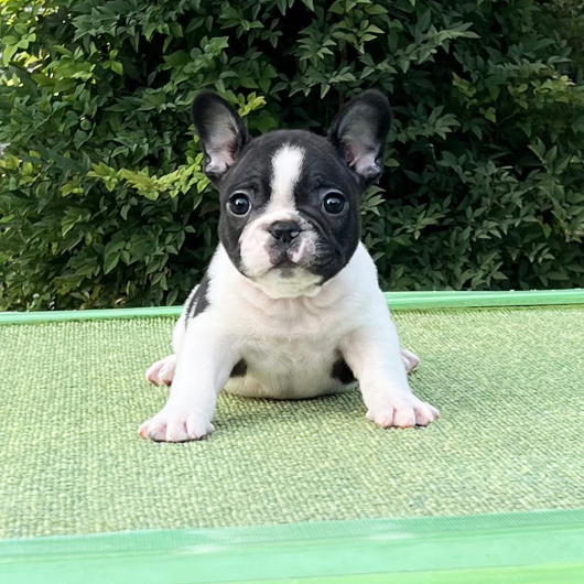 250930PDM-02可愛いお顔でバランス良く牛柄模様が入ったフレンチブルドッグのパイド男の子です。-1