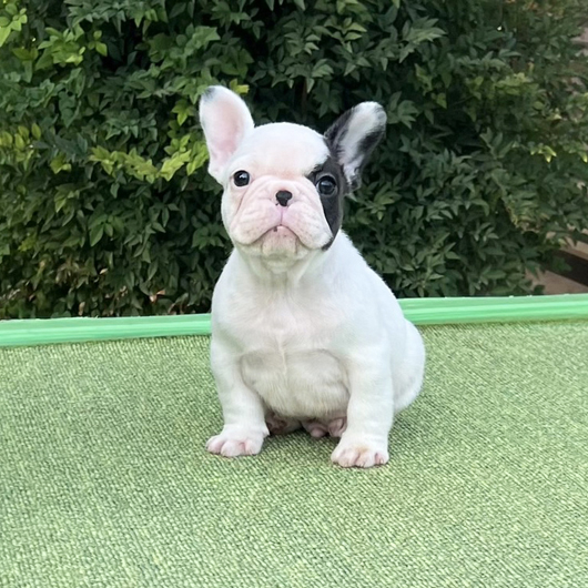 250930PDM-01可愛いお顔で綺麗な片パンチ模様が入ったフレンチブルドッグのパイド男の子です。-1
