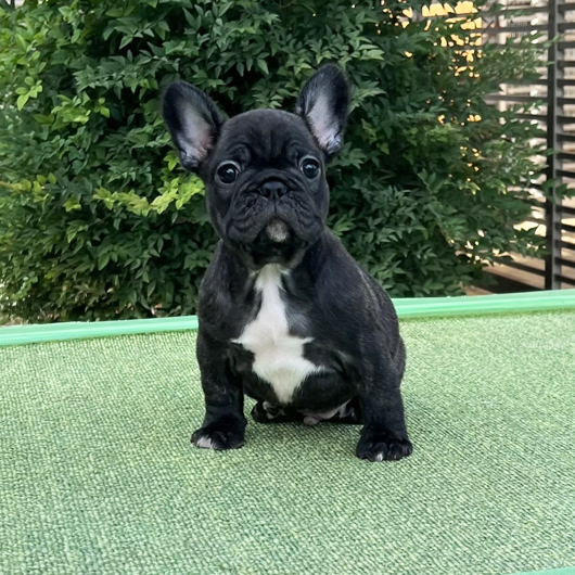 250930BRM-001可愛いお顔でコロコロボディーのフレンチブルドッグのブリンドル男の子です。-1