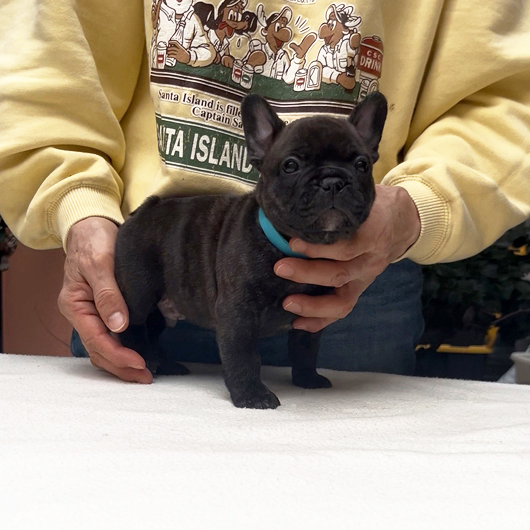250930BRM-03可愛いお顔でコロコロボディーのフレンチブルドッグのブリンドル男の子です。-1