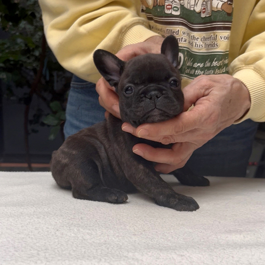 250930BRM-02可愛いお顔でコロコロボディーのフレンチブルドッグのブリンドル男の子です。-2