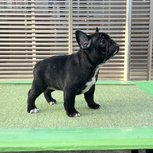 250930BRF-001可愛いお顔でコロコロボディーのフレンチブルドッグのブリンドル女の子です。-2