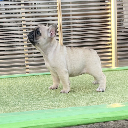 250930FWF-01可愛いお顔でコロコロボディーのフレンチブルドッグのフォーン女の子です。-2