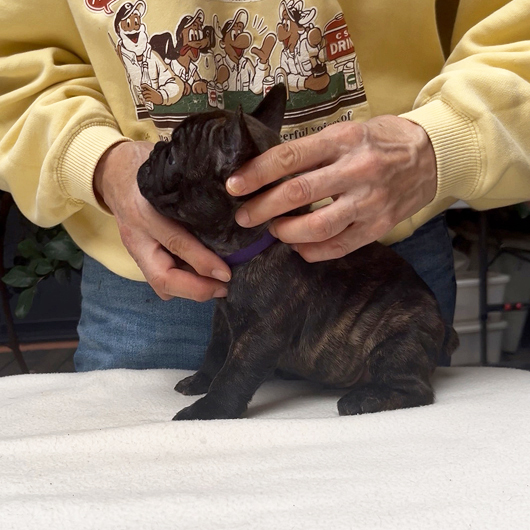 250930BRM-01可愛いお顔でコロコロボディーのフレンチブルドッグのブリンドル男の子です。-2