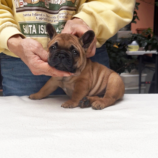 250930RFM-01可愛いお顔でコロコロボディーのフレンチブルドッグのレッドフォーン男の子です。-2