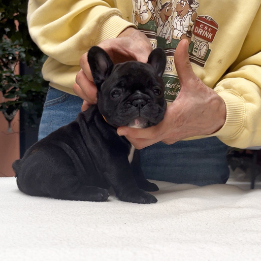 250930BRF-01可愛いお顔でコロコロボディーのフレンチブルドッグのブリンドル女の子です。-2