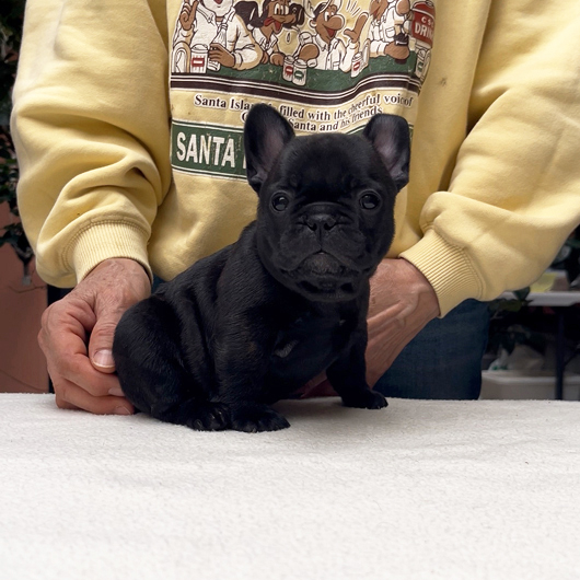 250930BRF-03可愛いお顔でコロコロボディーのフレンチブルドッグのブリンドル女の子です。-2