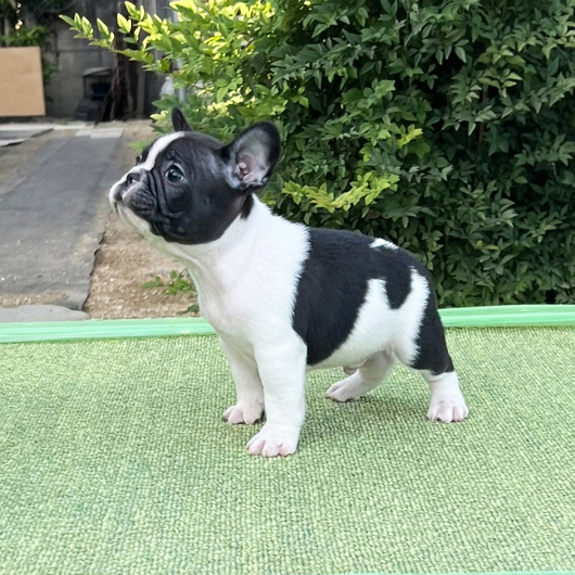 250930PDM-02可愛いお顔でバランス良く牛柄模様が入ったフレンチブルドッグのパイド男の子です。-2