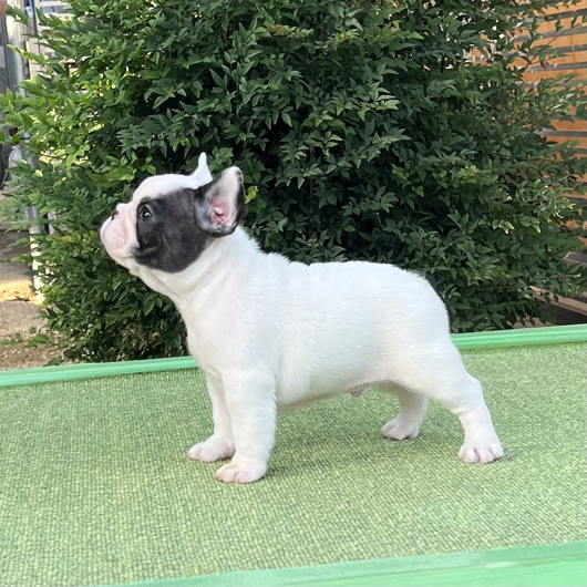 250930PDM-01可愛いお顔で綺麗な片パンチ模様が入ったフレンチブルドッグのパイド男の子です。-2