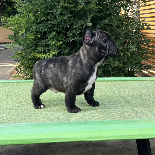 250930BRM-001可愛いお顔でコロコロボディーのフレンチブルドッグのブリンドル男の子です。-2