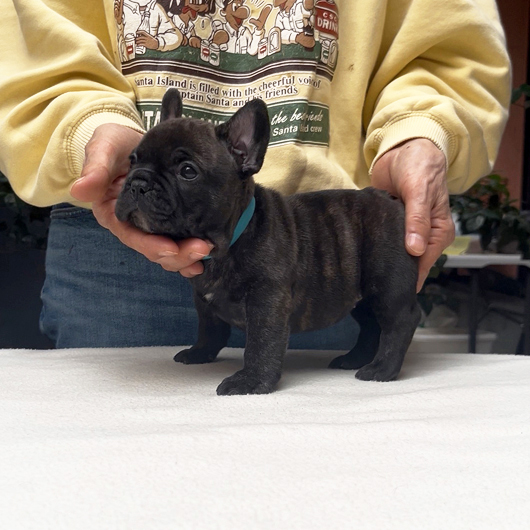 250930BRM-03可愛いお顔でコロコロボディーのフレンチブルドッグのブリンドル男の子です。-2