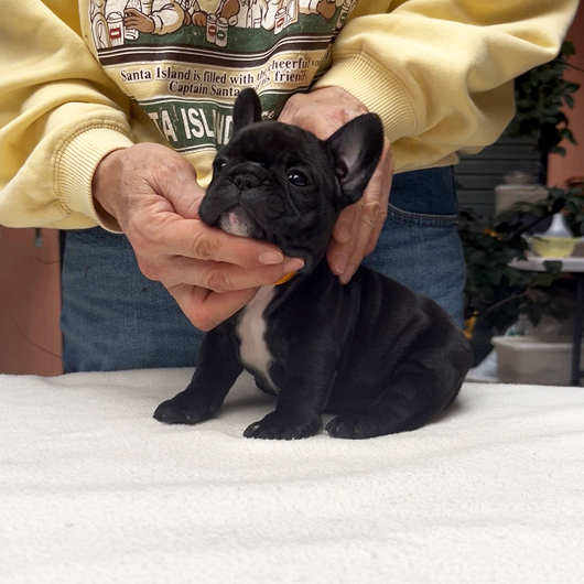 250930BRF-01可愛いお顔でコロコロボディーのフレンチブルドッグのブリンドル女の子です。-3