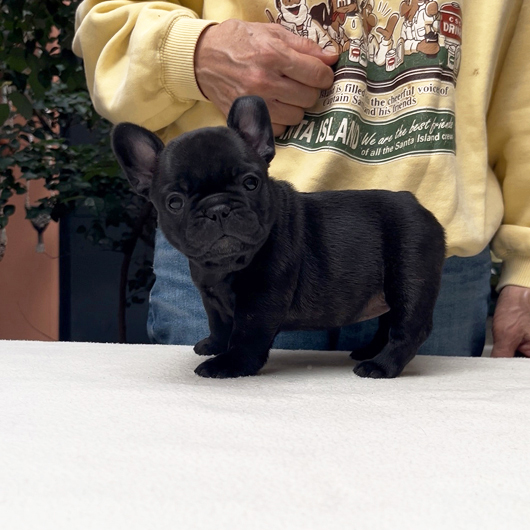 250930BRF-03可愛いお顔でコロコロボディーのフレンチブルドッグのブリンドル女の子です。-3