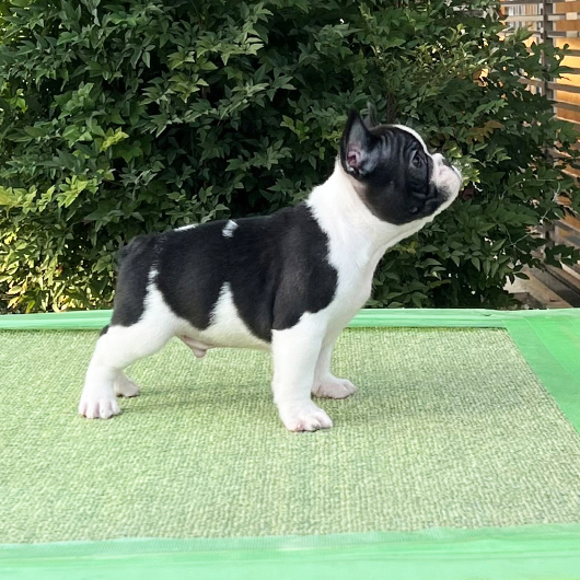 250930PDM-02可愛いお顔でバランス良く牛柄模様が入ったフレンチブルドッグのパイド男の子です。-3