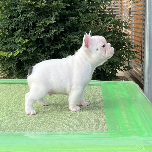 250930PDM-01可愛いお顔で綺麗な片パンチ模様が入ったフレンチブルドッグのパイド男の子です。-3