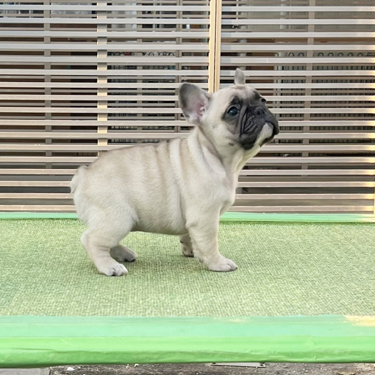 250930FWF-01可愛いお顔でコロコロボディーのフレンチブルドッグのフォーン女の子です。-3
