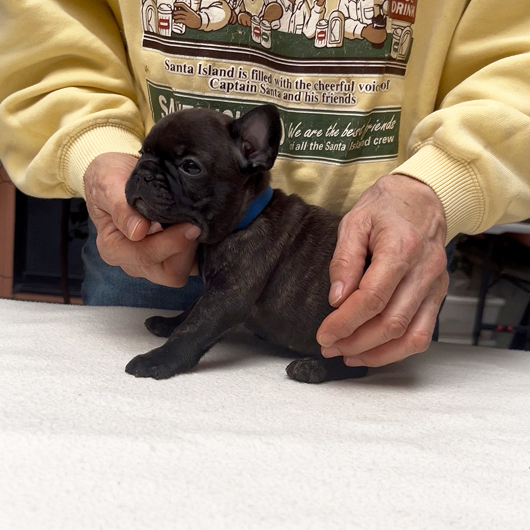 250930BRM-02可愛いお顔でコロコロボディーのフレンチブルドッグのブリンドル男の子です。-3