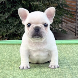 子犬販売で新しいクリーム男の子の写真を紹介！