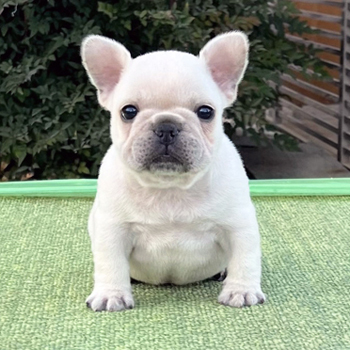 子犬販売で新しいクリーム男の子の写真を紹介！